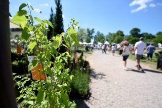 Eichenzell Gartenfest 2017